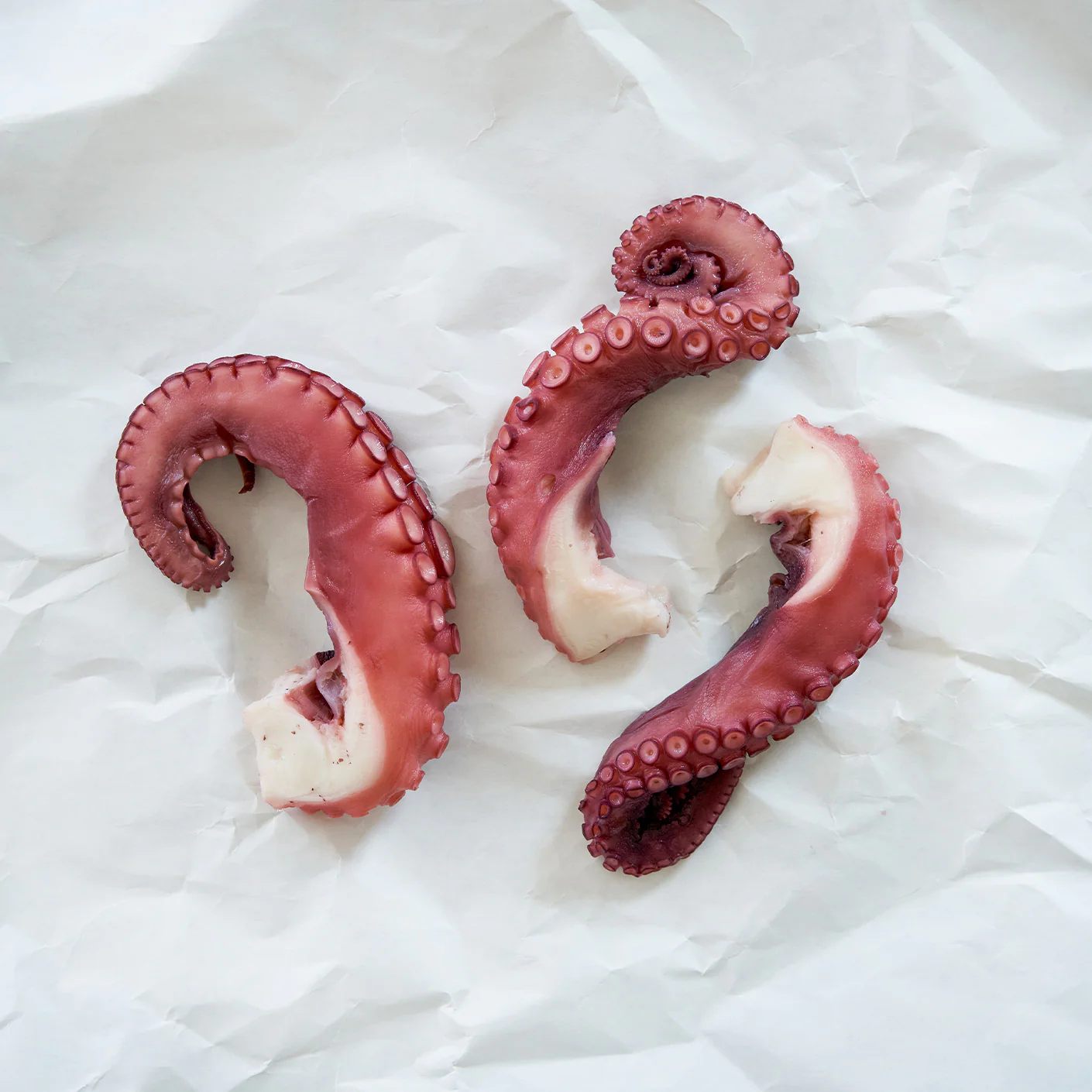 Lobster & Octopus